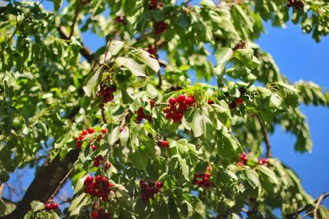 Cherry tree in spring Stock Photos