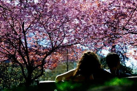 Cherry tree in spring Stock Photos