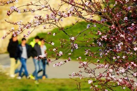 Cherry tree in spring Stock Photos