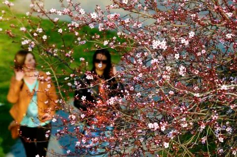 Cherry tree in spring Stock Photos