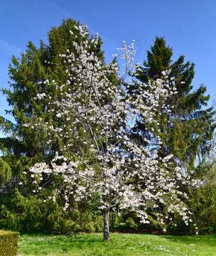 Cherry tree in spring Stock Photos