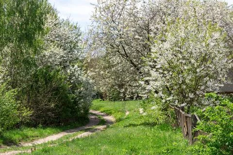 Cherry tree in spring...early spring, spring landscape. Beautiful nature with Stock Photos