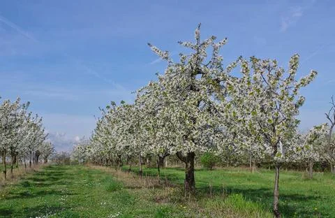 A cherry tree in springtime Stock Photos