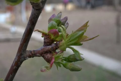 Cherry tree starting vegetation, and preparing to blossom Stock Photos