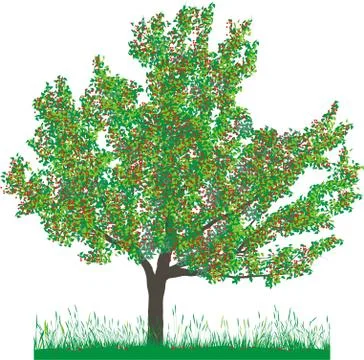 Cherry tree in summer Stock-Illustration
