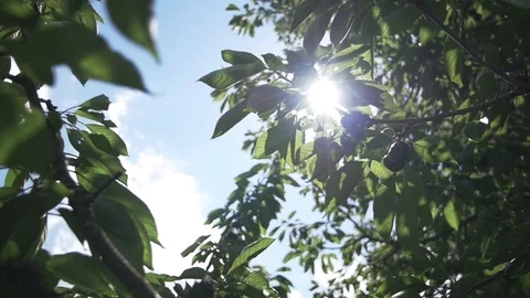 Cherry Tree in the Sunlight and Wind Stock Footage 86334813
