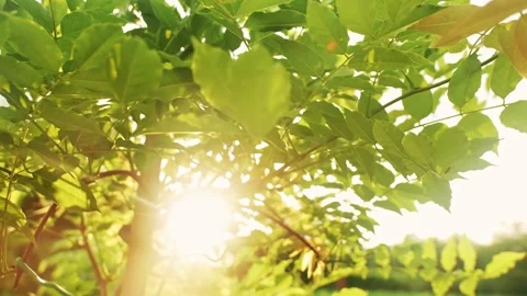 Cherry-tree at sunlight Видео 159294344