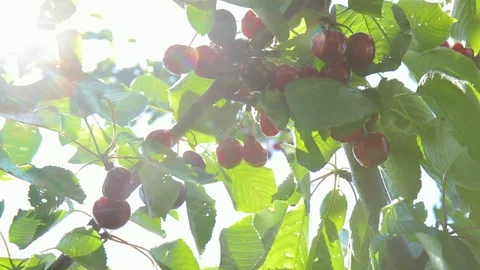 Cherry tree in the sunny garden. Red and sweet cherries on a branch Stock Footage 126821721