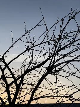 Cherry tree on sunset sky background Stock Photos