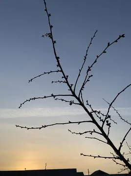 Cherry tree on sunset sky background Stock Photos