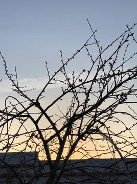 Cherry tree on sunset sky background Stock Photos