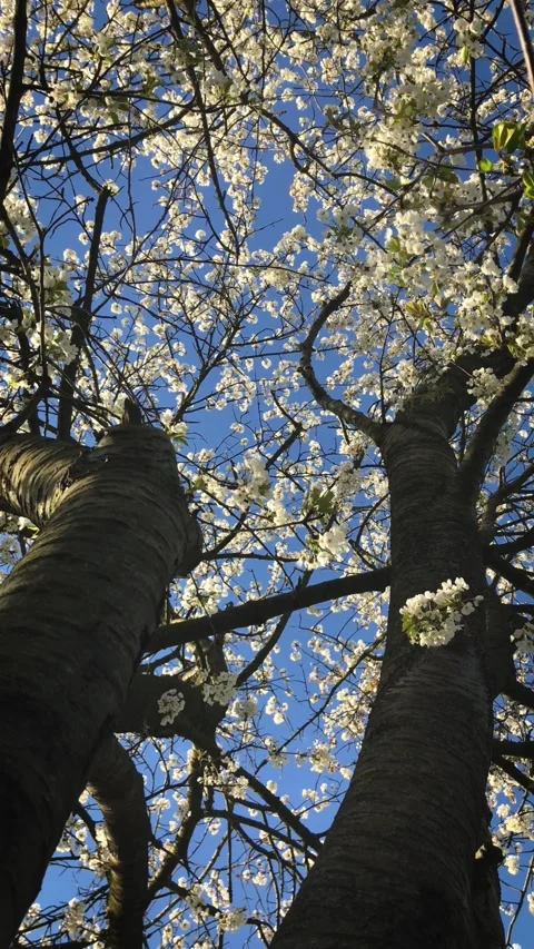 Cherry Tree Swaying In Breeze (Loop) Stock Footage 233897950