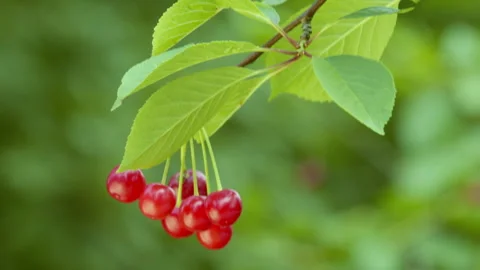 The cherry tree sways on its branch in the wind Video stock 278279250