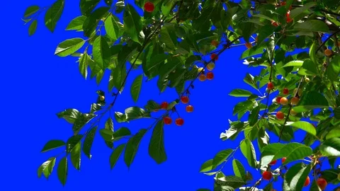 Cherry Tree Swings to the Wind 1 Stock Footage 106101802