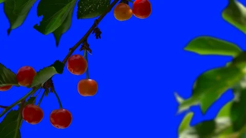 Cherry Tree Swings to the Wind 2 Vídeo Stock 106101794