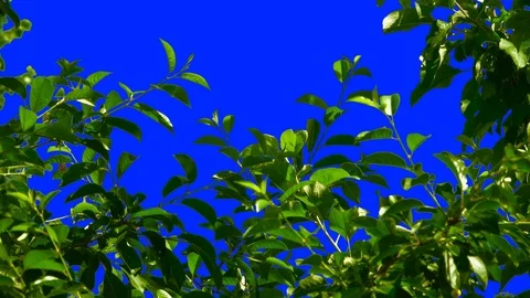 Cherry Tree Swings to the Wind 3 Stock Footage 106101797