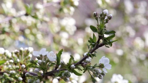 Cherry tree thin twig with aromatic flowers waved by wind Stock Footage 129296270