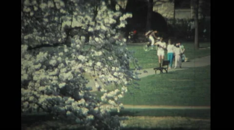 Cherry tree at Tidal Basin in Washington DC Stock Footage 39885736