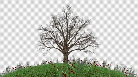 Cherry Tree Timelapse Growing on Round Flower Blooming Field, Alpha Channel Video stock 147373416