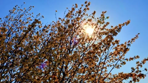 Cherry Tree Top with Flowers in a Windy Day Against Blue Clear Sky Video stock 191943084