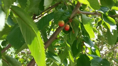 A cherry tree on a tree branch sways in the wind Video stock 132813468