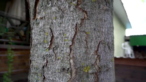 Cherry tree trunk 4K Stock Footage 159905766