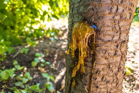 Cherry tree trunk with sap oozing and textured bark in garden Stock Photos