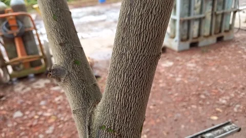 Cherry tree trunk texture Stock Footage 160084288