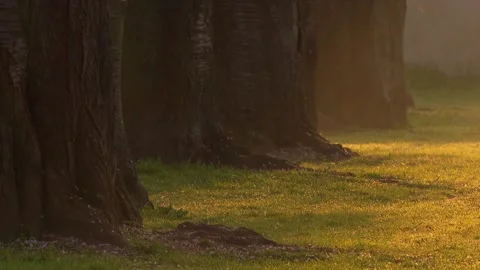 Cherry tree trunks in soft morning light with falling blossom petals, atmospheri Stock Footage 329234755