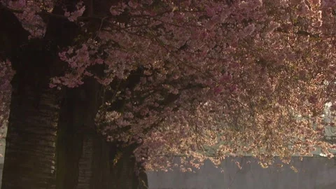 Cherry tree trunks in soft morning light with falling blossom petals, atmospheri Stock Footage 329234785