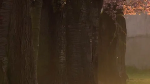 Cherry tree trunks in soft morning light with falling blossom petals, atmospheri Stock Footage 329234797