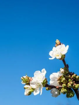 Cherry tree twig with blooms close-up and blue sky Stock Photos