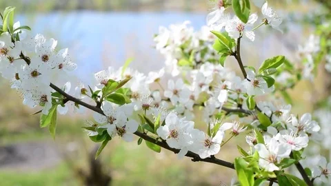 Cherry tree twig with blossom Stock Footage 74803809