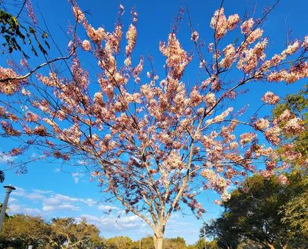 Cherry tree with typical colors Stock Photos