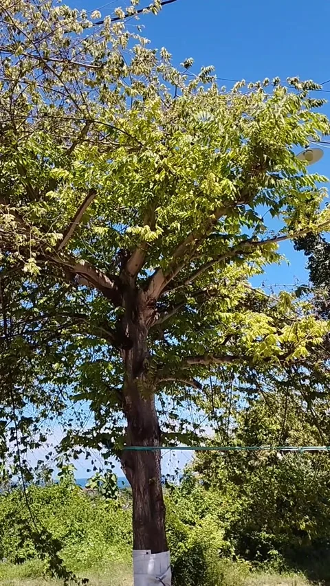 The cherry tree is very beautiful Stock Footage 229555039