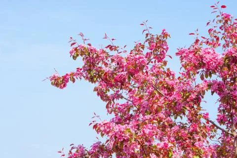 Cherry tree with violet blossoms Stock Photos