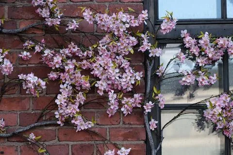 Cherry Tree on a Wall Foto stock