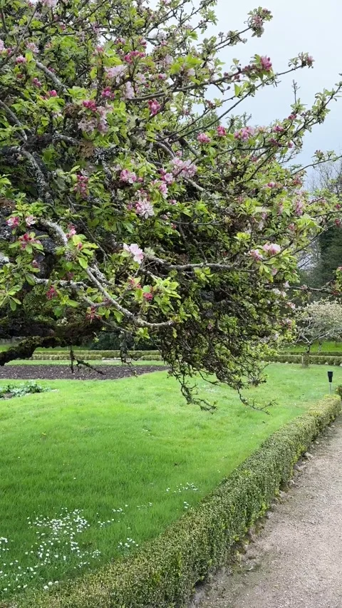 Cherry tree in the Walled Victorian garden Stock Footage 314273392