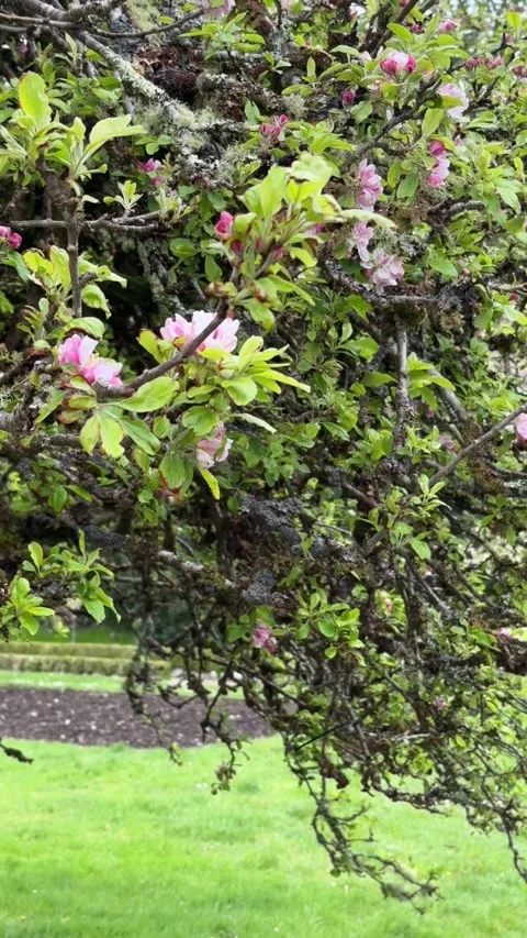 Cherry tree in the Walled Victorian garden Stock Footage 314273406