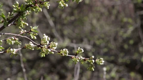Cherry tree with white blossom and small leaves in garden Stock Footage 129296255