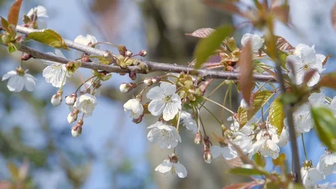 Cherry Tree White Blossom 스톡 동영상 98048042