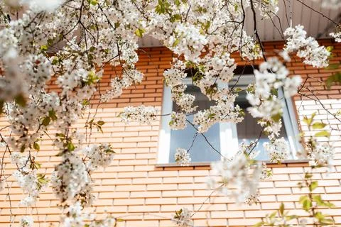 Cherry tree with white blossoms in front of the window of the orange bricks Stock Photos