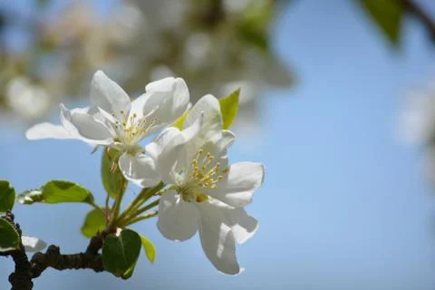 Cherry Tree White Blossoms Stock Photos