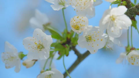 Cherry Tree White Flowers In Bloom. Fresh Flowers Of Sweet Cherry. Prunus Avium Stock Footage 259558921