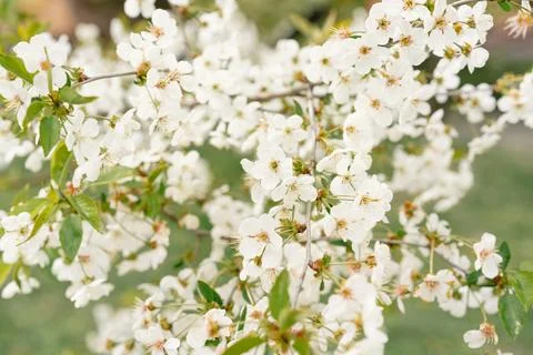 Cherry tree in white flowers. The branches of a blossoming tree. Stock Photos