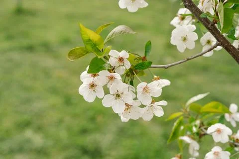 Cherry tree in white flowers. The branches of a blossoming tree. Stock Photos