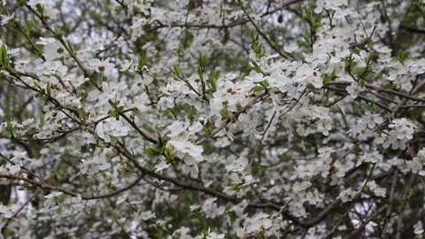 Cherry tree with white flowers on a cloudy spring day. Blooming cherry tree Stock Footage 154358585