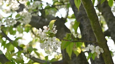 Cherry tree with white flowers Stock Footage 306239150