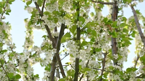 Cherry tree with white flowers Stock Footage 306239198