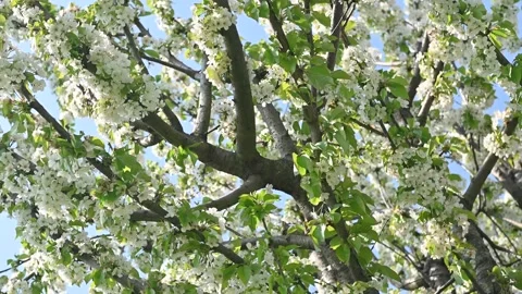 Cherry tree with white flowers Stock Footage 306246360